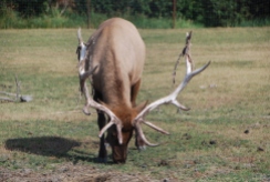 Elk rutting season. It's not that attractive.